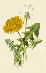 Paardenbloem, 1877