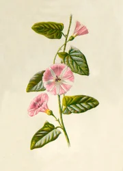 Akkerwinde, 1877