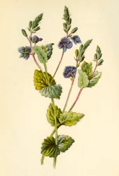 Ereprijs