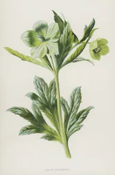 Groene Nieskruid