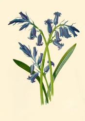 Hyacint, 1877