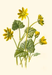 Lesser Celandine, 1877