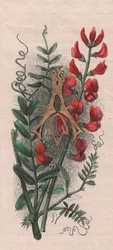 Letter A, initiaal, aquarelgravure, door Frederick Edward Hulme uit The familiar Garden Flower, circa 1880