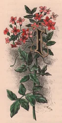 Letter I, initiaal, aquarelgravure, door Frederick Edward Hulme uit The familiar Garden Flower, circa 1880