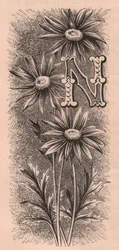 Letter N, drop cap letter, gravure, cm 10x5, uit The familiar Garden Flower