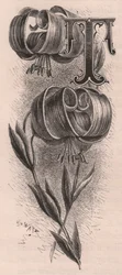 Letter T, initiaal, gravure, door Frederick Edward Hulme uit The familiar Garden Flower, circa 1880
