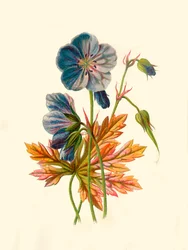 Weideooievaarsbek, 1877