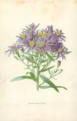 Herfstaster