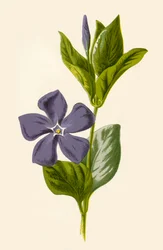 Maagdenpalm, 1877