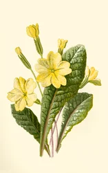 Primula