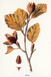 Wilde vruchten van het platteland: Beuk (kleurenlitho)