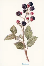 Wilde vruchten van het platteland: Braam (kleurenlitho)