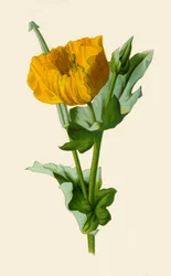 Gele Gehoornde Papaver