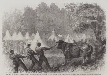 De oorlog in Amerika, afdeling kwartiermeester, het doden van ossen in het federale kamp, Virginia