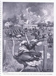 De vernietiging van Dr. Smarts boerderij en het loslaten van de struisvogels, uit After Pretoria: The Guerilla War gepubliceerd door Harmsworth Bros Limited, 1901
