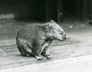 Een kaalneus/gewone/grofharige wombat zittend op de grond in de London Zoo in 1929