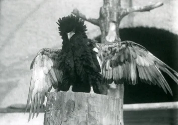 Een Bateleurarend staat op een boomstronk en spreidt zijn vleugels, London Zoo, 1925