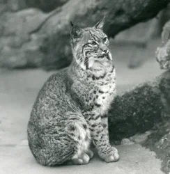 Een rode lynx of bobcat in de London Zoo, maart 1927