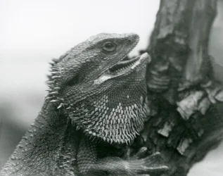 Een Baardagaam met zijn mond open, vastgehouden aan een tak, London Zoo