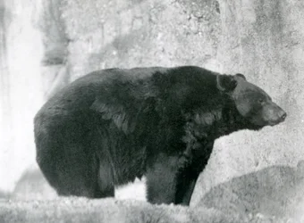 Een zwarte beer die in zijn verblijf staat, op de Mappin Terraces, in de London Zoo in 1924