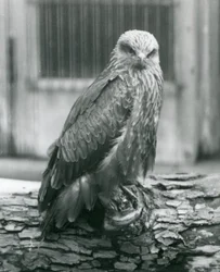 Een zwarte wouw rustend op een boomstam, Londense dierentuin, augustus 1926