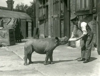 Een zwarte neushoornkalf wordt met de fles gevoed door zijn verzorger, London Zoo, september 1928
