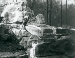 Een Bruine Pelikaan staand op rotsen in London Zoo, juni 1927