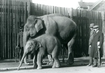 Een Birmaanse Olifant en haar kalf worden uitgelaten door hun verzorger, terwijl twee andere mannen toekijken