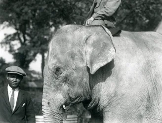 Een Birmaanse Olifant met zijn trainer en een andere man, London Zoo, september 1926