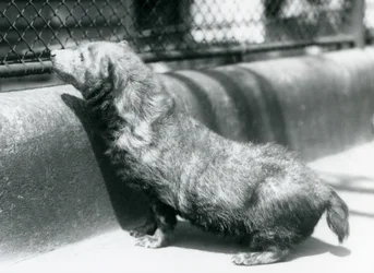 Een bosdog in de London Zoo, juni 1925