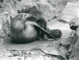 Een Californische zeeleeuw die haar een uur oude pup zoogt, Londense dierentuin, juli 1925