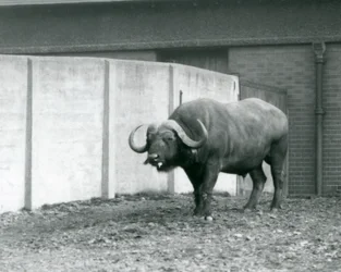 Een Kaapse buffelstier staand op kale grond, naast de betonnen muur van zijn verblijf in de London Zoo in 1928