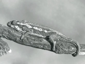 Een Kaapse Dwergkameleon die zich aan een tak vasthoudt, London Zoo, 1927