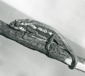 Een Kaapse Dwergkameleon die zich aan een tak vasthoudt, London Zoo, 1927