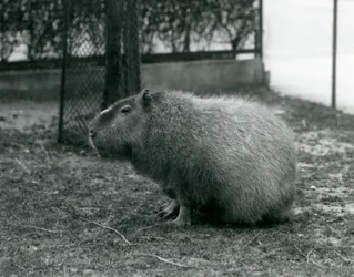 Een capibara in zijn verblijf in de London Zoo, juni 1927