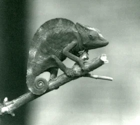 Een kameleon die zich aan het uiteinde van een tak vasthoudt, London Zoo, 1927
