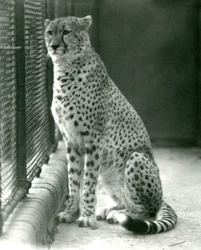 Een cheetah zittend in zijn verblijf in London Zoo, oktober 1924