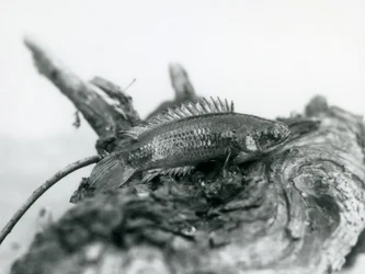 Een Klimbaars rustend op een dode tak, uit het water in London Zoo in september 1928