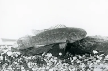 Een Klimbaars rustend op rotsen en grind op de bodem van zijn tank, in water in London Zoo in september 1928
