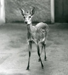 Een Gekroonde Sahel West-Afrikaanse Bosduiker in de London Zoo in augustus 1927