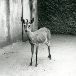 Een Gekroonde Sahel West-Afrikaanse Bosduiker in de London Zoo in augustus 1927