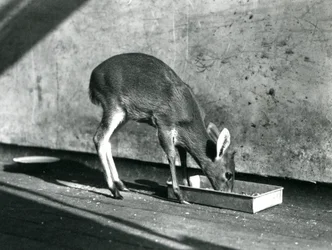 Een Duiker die van een schaal op de grond eet, London Zoo, juli 1925