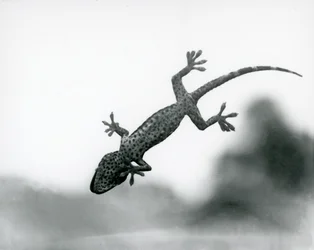 Een Gecko gezien van onderen terwijl hij op glas klimt, met zijn gespecialiseerde voetkussentjes, London Zoo, augustus 1928 (zwart-wit foto)