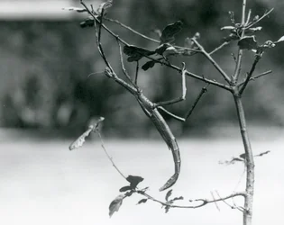 Een reuzenwandelende tak gecamoufleerd op een tak in de London Zoo in 1923