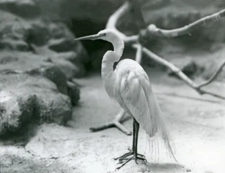 Een Grote Zilverreiger in broedkleed, staand op de vloer van zijn verblijf in London Zoo in juni 1928