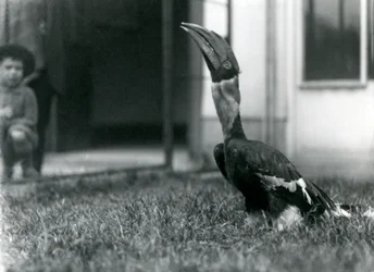 Een grote neushoornvogel kijkt omhoog terwijl hij op het gras in zijn volière staat, terwijl een kleine jongen toekijkt op de achtergrond, London Zoo
