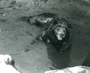 Een grizzlybeer baadt in zijn zwembad in de London Zoo