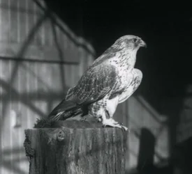 Een giervalk rustend op een stam, London Zoo, december 1925