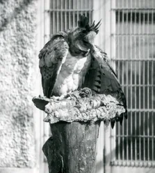 Een harpijarend in de dierentuin van Londen, april 1914