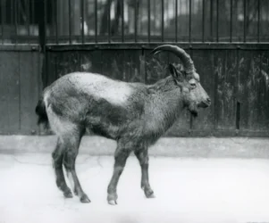 Een Himalaya ibex in de London Zoo, 1927